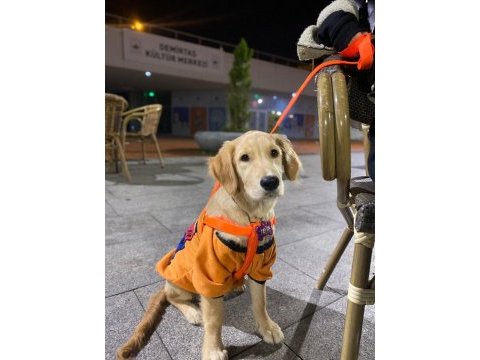 Golden retriever 5 aylık 10 numara dişi