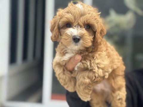 Ankaranın en seçkin kore maltipoo yavruları
