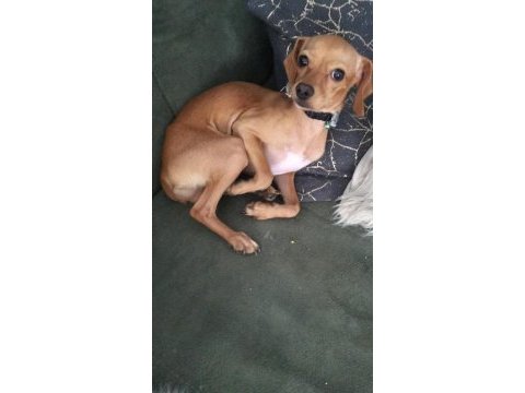 Sevimli köpeğimiz kukimizi sahiplendirmek istiyoruz