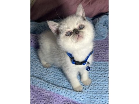 Topaç kafa british shorthair yavrular
