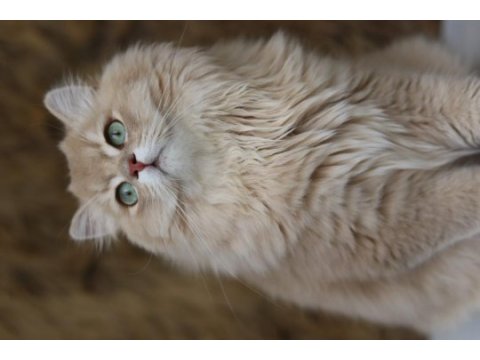 British longhair erkek kedimiz