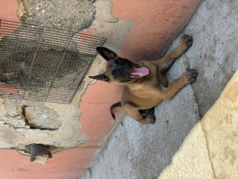 Üst düzey kalitede belçika malinois yavrular