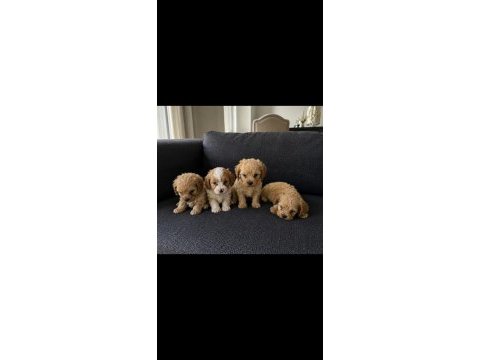 Maltipoo bebekler hazır