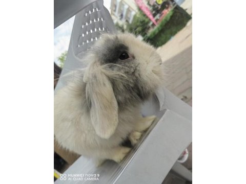 Lop tavşanlar