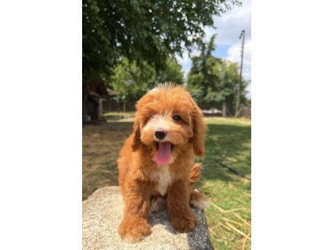 Maltipoo erkek red