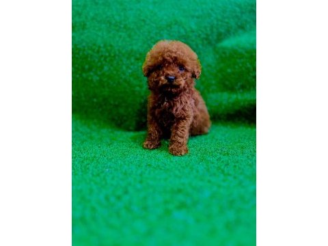 Irk ve sağlık garantili poodle bebekler