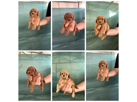 Toy poodle yavrularımız