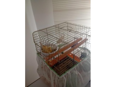 Kuluçkada yavru beren muayer çift portakal kanarya