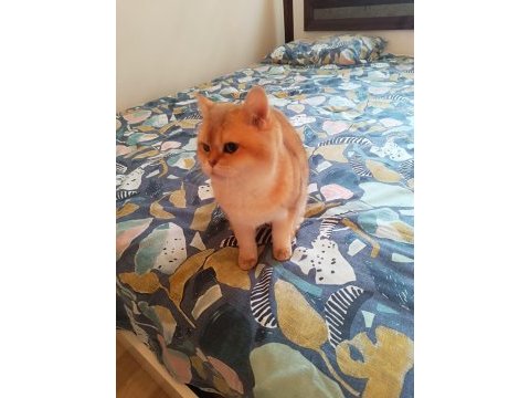 Damızlık şecereli golden british shorthair dişi