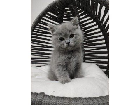 35 günlük british shorthair mama kırmaya başladı