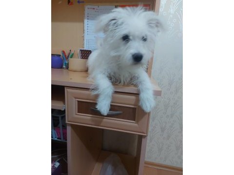 5 aylık 0 numara dişi terrier