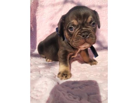Choco and tan ve choco çikolata tadında french bulldog