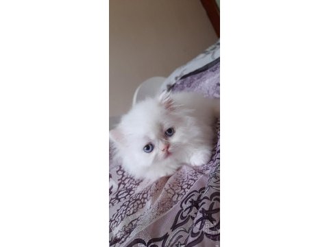 İran kedisi bebişlerim