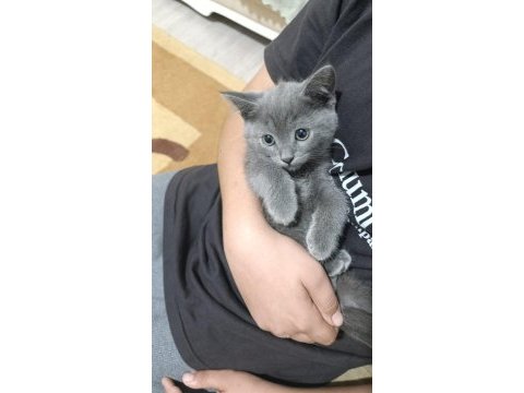 British shorthair erkek