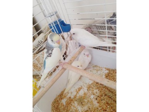 Yavru muhabbet kuşu erkek