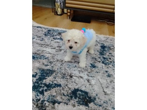Bichon frise erkek