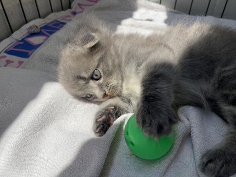 Erkek scottish fold 1.5 aylık