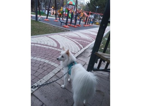 Pomeranian tilki surat