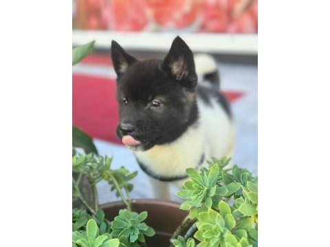 Akita yavrular