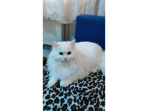 Kedimiz pamuğa aile arıyoruz