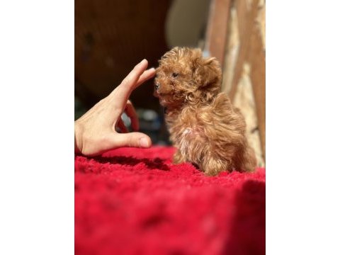 Micro teacup parmak çocuk orijinal maltipoo