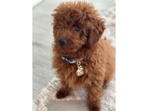 Yakışıklı poodle oğlum pafi