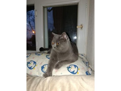 3 yaşında kısır british shorthair tokyo