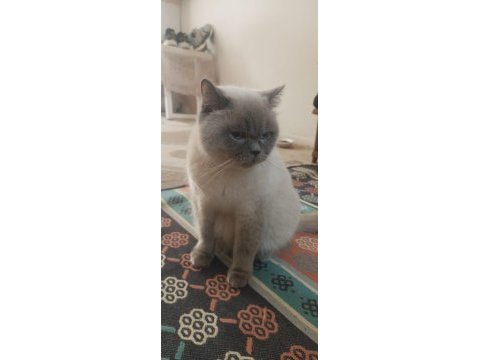 Bluepoint anne kedimiz kısır değil sahiplendirme