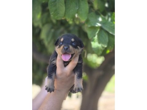 Macar rottweiler yavrular