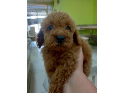 Kaliteli toy poodle yavrular renkler mevcut