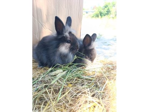 Fluffy dwarfs özel pofuduk cüce tavşanlarımız