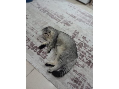 Ev arıyoruz scottish fold kızıma