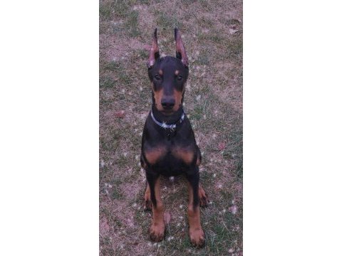 Heybetli estetikli doberman sağlık ve ırk garantili doberman