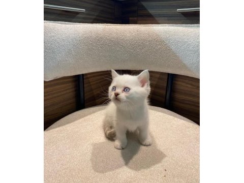 A kalite british shorthair bebekler