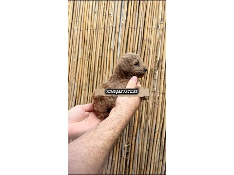 Toy poodle yavrumuz