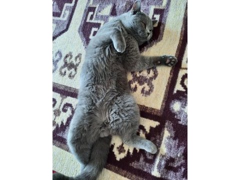 Sahiplendirme british shorthair