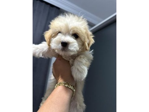 Maltipoo bebek yavrular