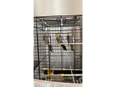 Çok acil satılık konuşan sultan papağanları