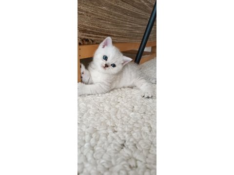 Çok güzel suratlı iki kız kardeş kediler