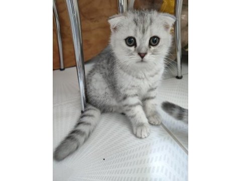 British shorthair ve scottish fold yavrularımız