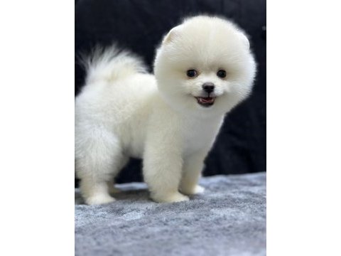 Pomeranian boo bebekleri