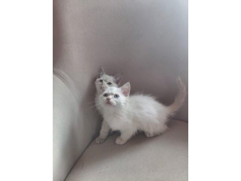 2 aylık british shorthair yavru kedilerimiz