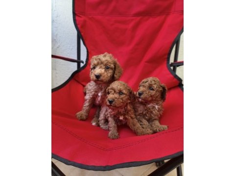 Toy poodle red brown