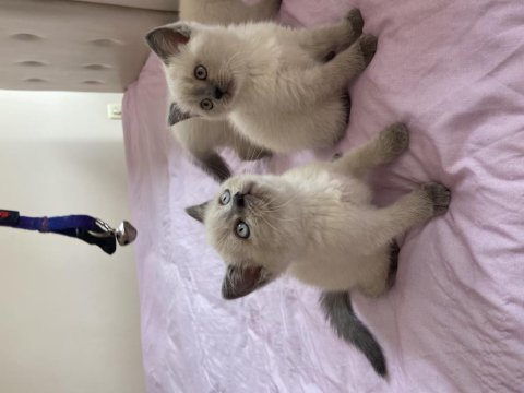 Safkan brıtısh blue point yavru