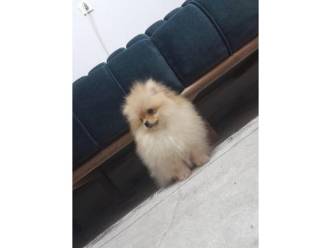 Pamuk pomeranian oğlumuzu sahiplendiriyoruz