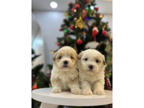 Sevimli maltipoo bebeklerim