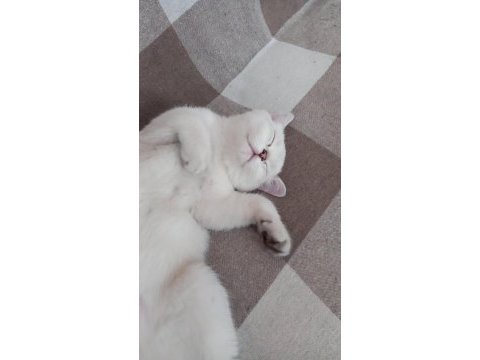 3,5 aylık dişi british shorthair