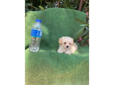Sevimli maltipoo yaramaza yeni bir yuva