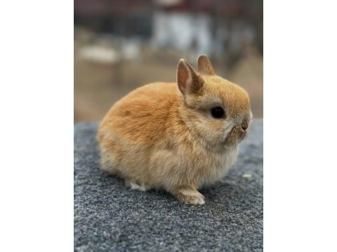 Hollanda cüce tavşanı (sarı)