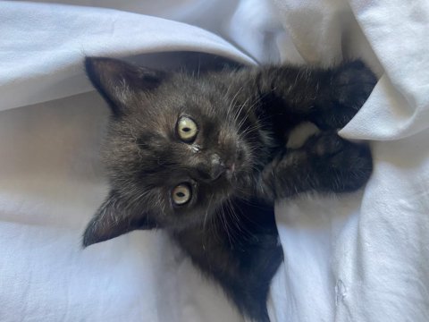 Brıtısh black shorthaır